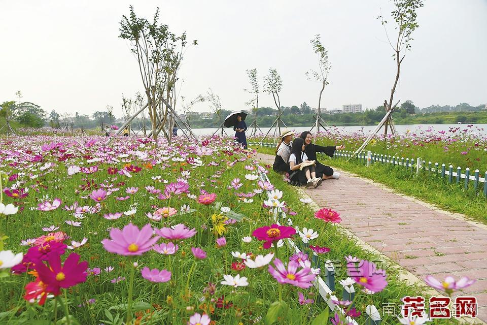 改造绿化美化后的电白区坡心镇七星村袂花江岸边休闲绿道成为当地一道