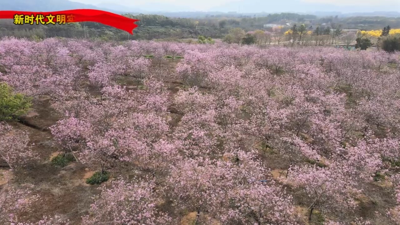 广州从化:数万株樱花盛放中!粉色花海迎来"特殊的客人