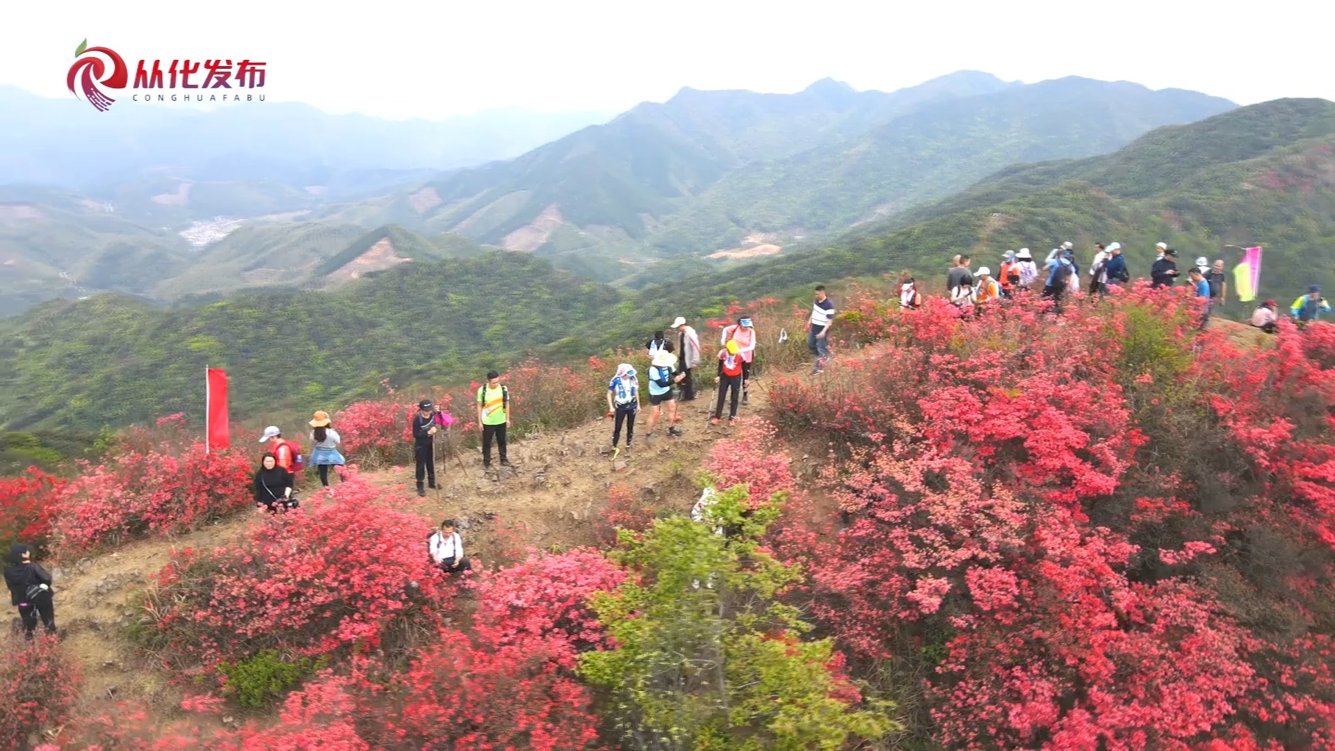 紅滿山的通天蠟燭成熱門登高賞花地!