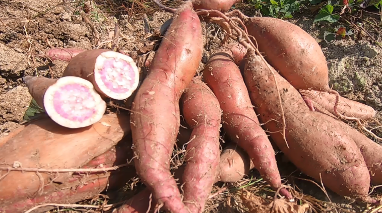 从化高山番薯品种多,西瓜红你食过没?