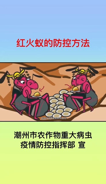 怎么防治红火蚁,四个视频告诉你!