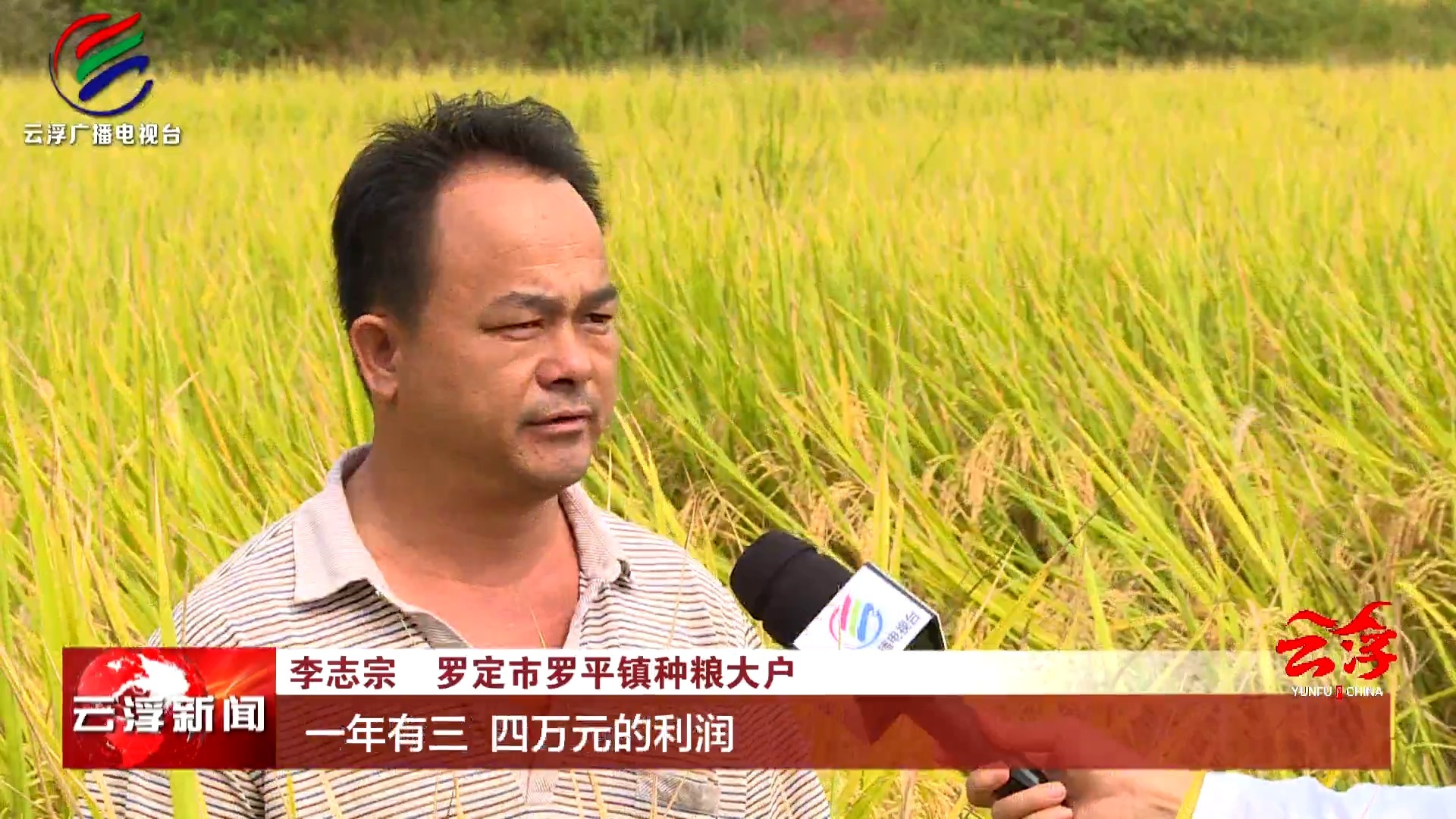 云浮:晚造水稻喜获丰收